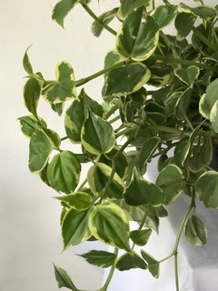 peperomia scandens - cesta - comprar online