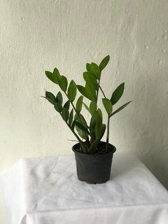 Zamioculcas zamiifolia pequena