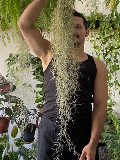 Tillandsia usneoides - barba de velho na internet