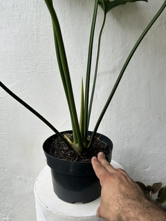 Guaimbê – Philodendron bipinnatifidum - Seu Flor