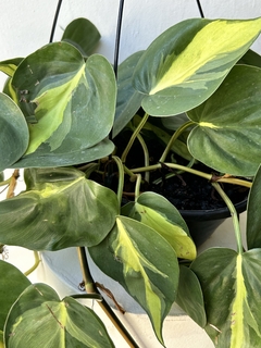 philodendron Brasil na internet