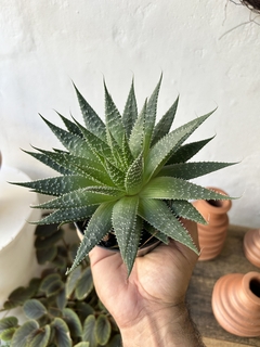 aloe aristata na internet