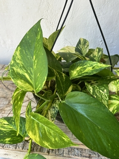 Epipremnum aureum - cesta - jibóia na internet