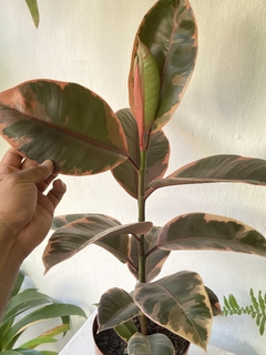 ficus elastica Ruby