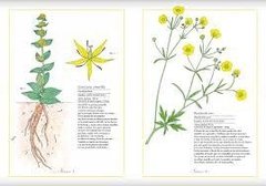 Inventario de Flores en internet