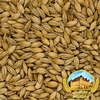 Malte DIASTATIC belga - CASTLE MALTING