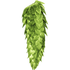 Lúpulo EKUANOT - pct 28,3gr - YCH Hops - comprar online