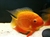 Severum Golden red spotted