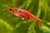 Rasbora Boraras Merah