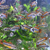 Apistrogramma Cacatuoide triple red en internet