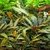 Cryptocoryne sp