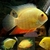 Severum Gold