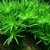 Heteranthera Zosterifolia - comprar online