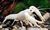 Langosta albina - comprar online