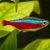 Tetra neon cardenal