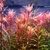 Rotala sp. Pink