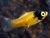 Platy bumble bee - comprar online