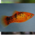 Platy spotted