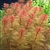 Myriophyllum Tuberculatum Red - comprar online