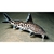 Synodontis Petricola - comprar online