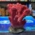 Coral rojo resina