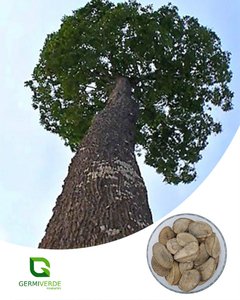 Castanha do Pará - Bertholletia excelsa (50g) - comprar online