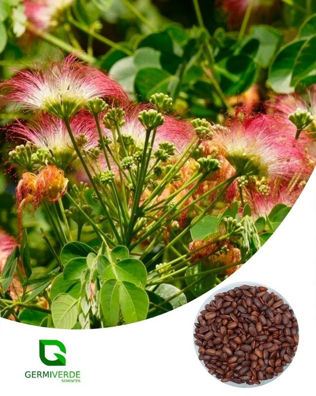 Abobreiro Samanea tubulosa (50grs)