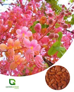 Cassia Rosa - Cassia grandis (50g)