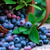 Geleia Orgânica de Blueberry Blaszkowski - Loja virtual - Caixa Colonial