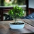 Bonsai Ficus Tigerbark N5 en maceta ceramica esmaltada en internet