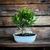 Bonsai Ficus Tigerbark N5 en maceta ceramica esmaltada - tienda online