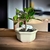 Bonsai Ficus Retusa N1 en maceta ceramica esmaltada