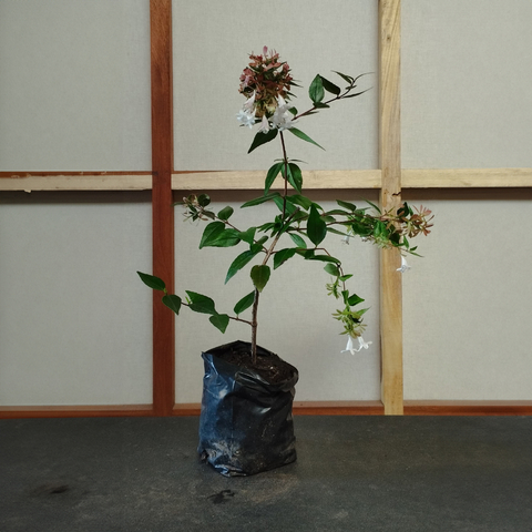 Plantin de Abelia grandiflora