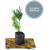 Plantin De Podocarpus macrophillia - comprar online