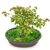 Bonsai Arce Acer buerguerianum N6 tridente en maceta esmaltada - comprar online