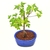 Bonsai Arce Acer buerguerianum N1 tridente en maceta esmaltada - comprar online