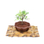Bonsai Olmo chino N2 en maceta esmaltada - comprar online