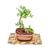 Bonsai olivo N4 en maceta ceramica esmaltada - comprar online