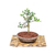 Bonsai olivo N3 en maceta ceramica esmaltada - comprar online