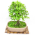 Bonsai celtis Australis N9 en maceta esmaltada - comprar online