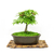 Bonsai Arce Acer Palmatum N6 en maceta esmaltada