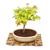 Bonsai Arce Acer Palmatum N5 en maceta esmaltada - comprar online