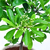 Bonsai Pyracantha N2 en maceta esmaltada en internet