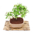 Bonsai Pyracantha N5 en maceta esmaltada - comprar online