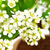 Bonsai Pyracantha N3 en maceta esmaltada en internet