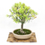 Bonsai Callistemon N5 en maceta ceramica esmaltada - comprar online