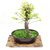 Bonsai Taxodium N6 (cipres calvo o de los pantanos) en maceta ceramica esmaltada - comprar online