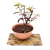 Prebonsai Prunus pisardii 4lt bowl - comprar online