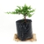 Prebonsai Junipero procumbens 4Litros - comprar online