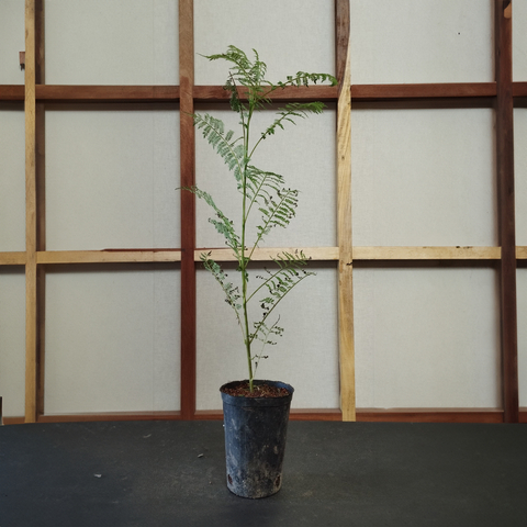 Plantin de jacaranda des semilla de 3 años
